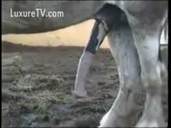 Amateur clip captures the pont of time a horse receives a hard knob